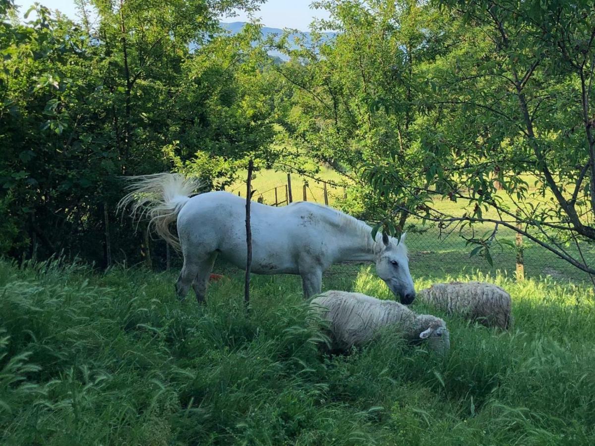 Ala Di Maniero In Agriturismo Valdrago In Toscana, Nel Verde Mugello Sulle Colline Di Firenze Borgo San Lorenzo Ngoại thất bức ảnh